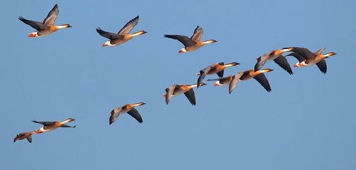 小學(xué)含大雁的古詩句