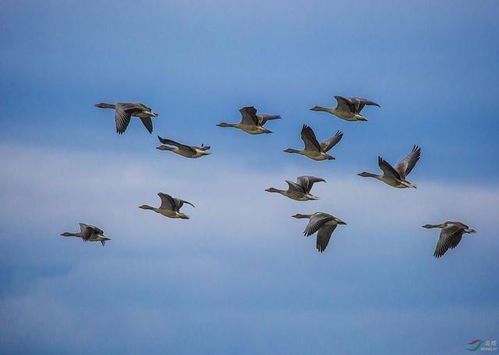 大雁,詩句,兒童