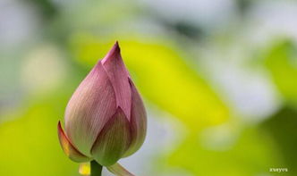 詩(shī)句,經(jīng)典