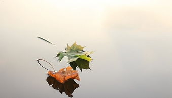 關(guān)于樹(shù)葉優(yōu)傷的詩(shī)句