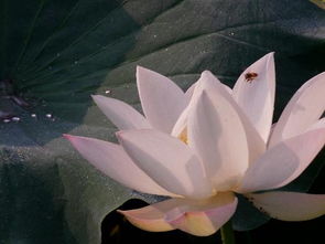 小學(xué)描寫荷花的詩(shī)句古詩(shī)詞