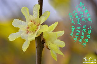 關(guān)于墨畫臘梅的詩(shī)句