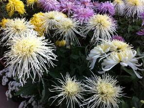 關(guān)于秋季菊花的詩(shī)句