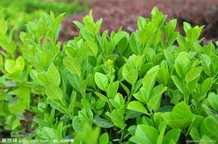 耐寒的冬青古詩(shī)句