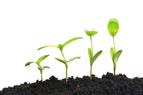 關(guān)于植物完全生長(zhǎng)的詩(shī)句有哪些