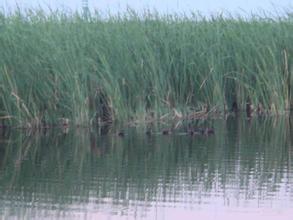 關(guān)于清閑雅致的詩句