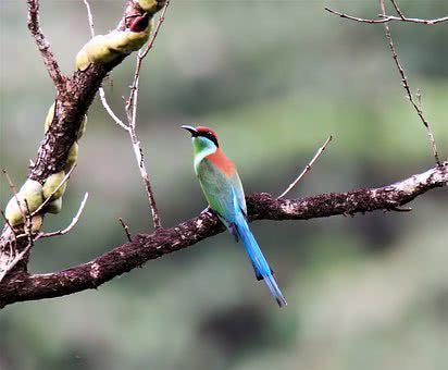 小學(xué)生古詩帶鳥字的詩句