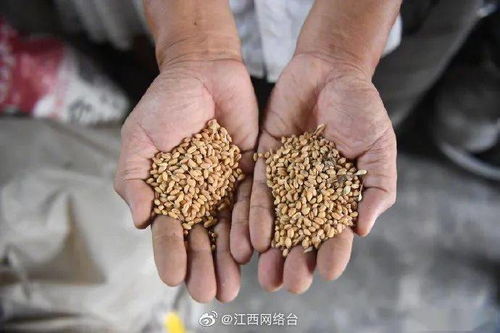 關(guān)于浪費(fèi)食物的詩句