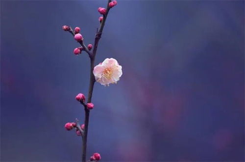 梅花,古詩(shī),詩(shī)句,大全