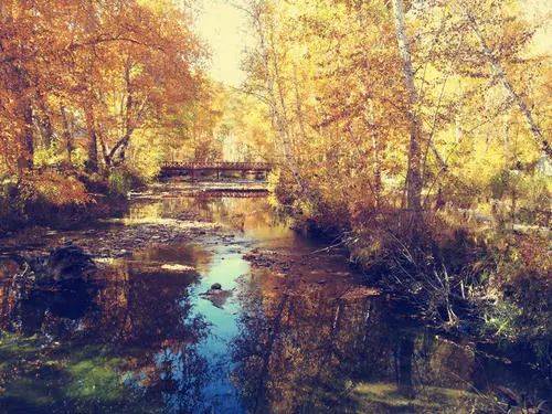 關(guān)于梧桐的詩(shī)句和理解