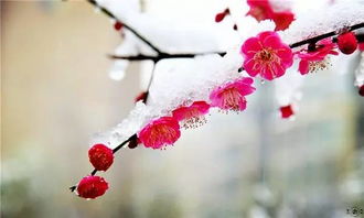 關(guān)于梅花的散文詩句