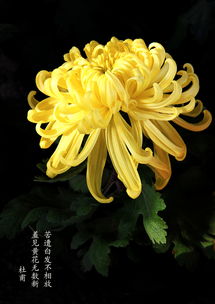 菊花的詩句古詩大全,贊美菊花的詩句古詩大全,描寫菊花的詩句古詩大全