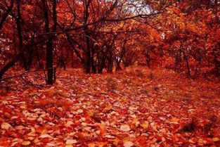 杜牧寫的關(guān)于秋天的詩句是什么意思