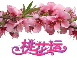 關于桃花運很旺的詩句