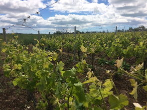 生機(jī)勃勃,詩句,景物