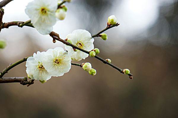 小學(xué)關(guān)于梅花的詩(shī)句古詩(shī)大全,關(guān)于春天梅花的詩(shī)句古詩(shī)大全,描寫梅花的詩(shī)句古詩(shī)大全