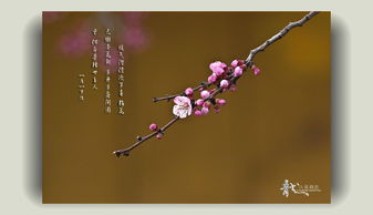 關(guān)于杏花古詩句