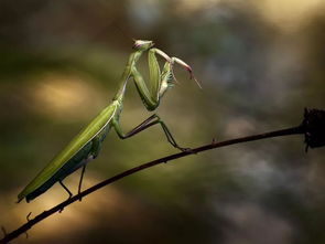 捕魚,螳螂,詩句