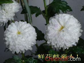 緬懷親人去世的古詩(shī)句