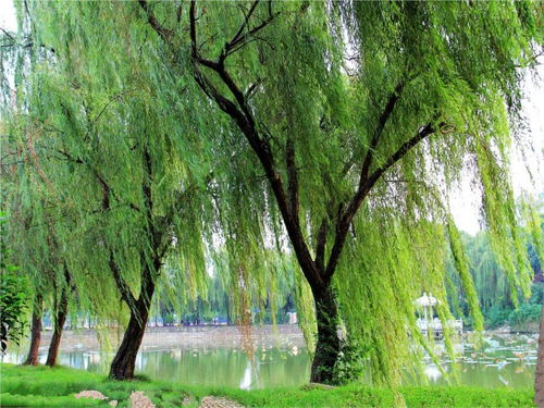 關(guān)于鶴和柳樹的詩(shī)句有哪些