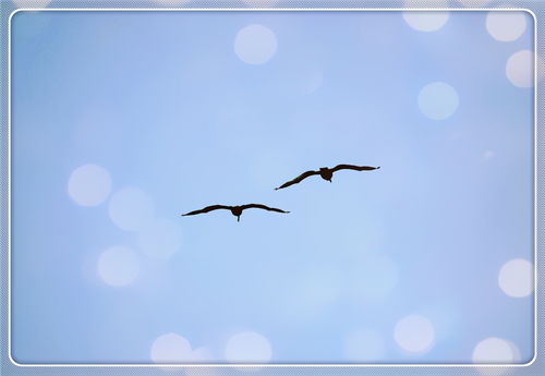 關(guān)于鳥孤獨的詩句有哪些