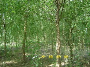 有關絲絲楊柳詩句古詩