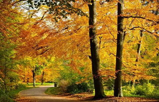 二十個關(guān)于秋天古詩句