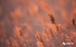 古詩,詩句,中帶