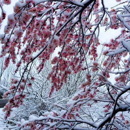 關(guān)于家鄉(xiāng)固原的詩(shī)句