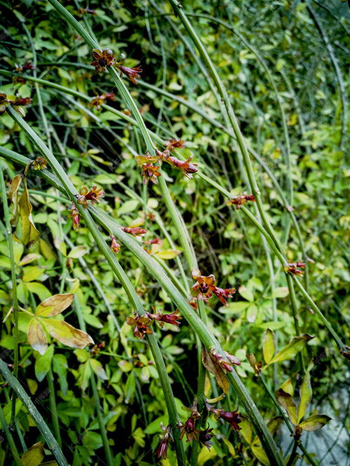 關(guān)于景物生機(jī)勃勃的詩句是