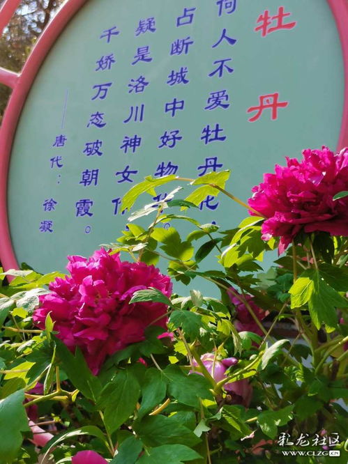 古詩,詩句,贊美,牡丹