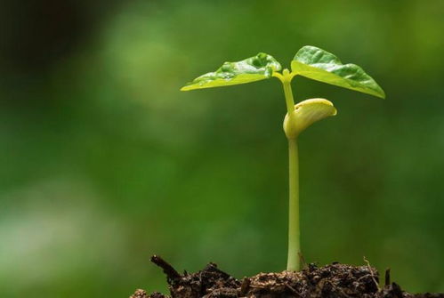 關(guān)于花草樹木的詩句