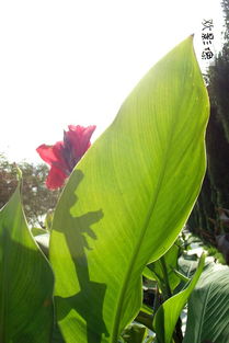 關于花蟲鳥樹的詩句