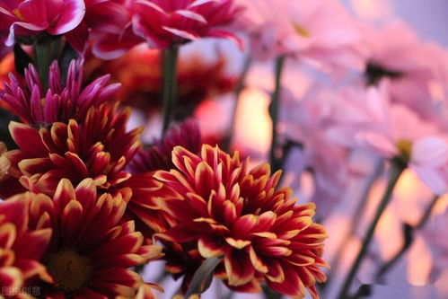 帶菊字的詩句古詩兩句