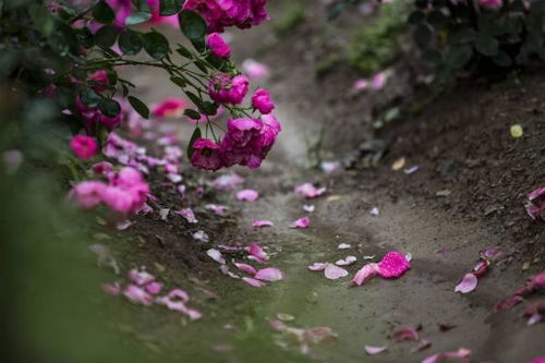贊美落花無私奉獻的古詩句