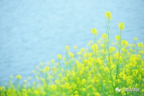 關(guān)于杏和麥的詩(shī)句