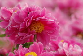 關(guān)于芍藥花的簡短詩句