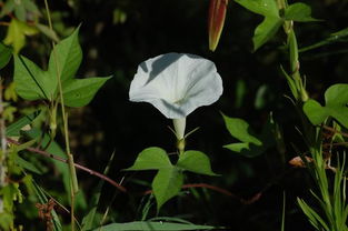 牽?；?詩句,描述