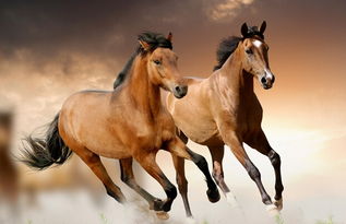 關(guān)于馬的詩(shī)句連續(xù)兩句