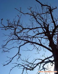 關(guān)于冬日樹的詩句