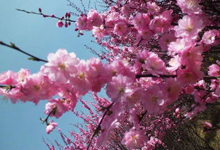 關(guān)于描寫桃花可愛的詩句