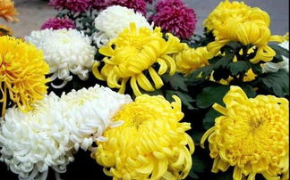 一首關(guān)于菊花的詩(shī)句