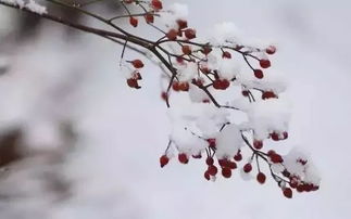 關(guān)于寄的詩句是