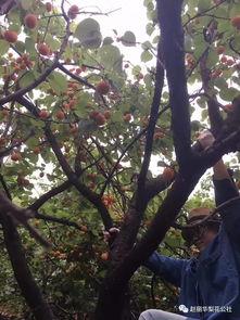 關(guān)于杏子熟的詩(shī)句