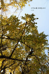 描寫銀杏葉的詩(shī)句古詩(shī)