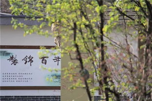 春光明媚,詩句,描寫,胡朝穎