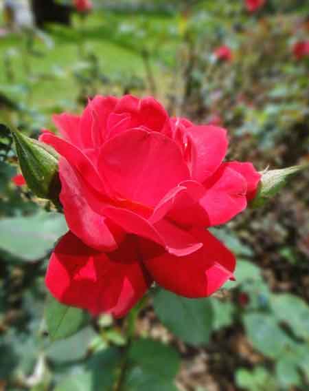 關(guān)于毅力和恒心詩(shī)句