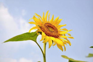 向日葵古詩(shī)句