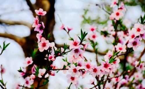 小學(xué)關(guān)于描寫春天的詩句古詩大全