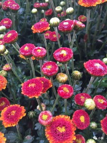 詩句,雨中,菊花